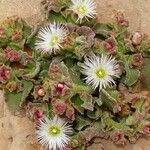 Mesembryanthemum crystallinum Flower