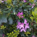 Rhododendron ponticum Blomma
