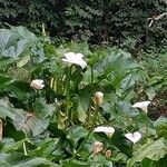 Zantedeschia aethiopicaBlüte