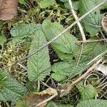 Betonica officinalis Leaf