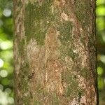 Maquira guianensis Bark