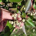 Cornus racemosa Frucht