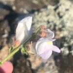 Antirrhinum graniticum Fleur