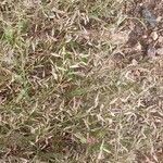 Eragrostis minor Tabia