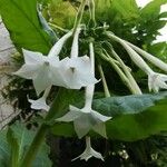 Nicotiana tabacum പുഷ്പം