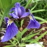 Iris setosa Flower