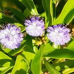 Globularia amygdalifolia Lorea