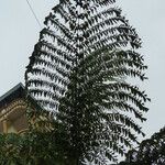 Caryota obtusa Hoja
