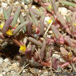 Portulaca halimoides موطن