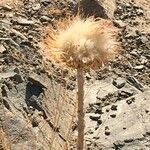 Cirsium occidentale List