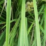 Lomandra longifolia Hoja