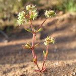 Chaetonychia cymosa Blüte