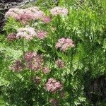 Mutellina adonidifolia 形態