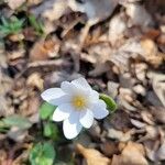 Sanguinaria canadensisফুল