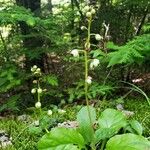 Pyrola elliptica Облик