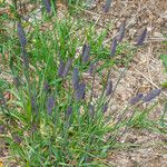 Phleum alpinum Alkat (teljes növény)