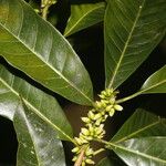 Pouteria caimito Fruit
