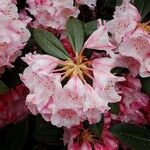 Rhododendron insigne Blomma