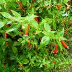 Cuphea ignea Blüte