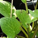 Caltha leptosepala Leaf