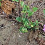 Commicarpus chinensis पत्ता