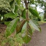Acer cissifolium Folha