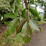 Acer cissifolium Liść