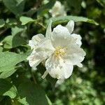 Philadelphus pubescensFlor