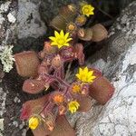 Aichryson villosum Flor