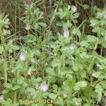 Ononis laxiflora Habit