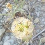 Lomelosia stellata Mbuma