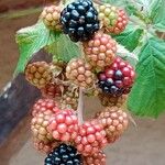 Rubus gratus ഫലം