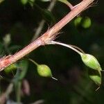 Sauvagesia erecta Fruit