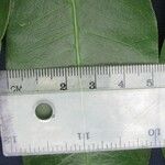 Zanthoxylum acuminatum Otro
