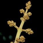 Miconia calvescens Ostatní