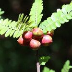 Haplocoelum foliolosum Fruit