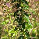 Cleome houtteana Leaf