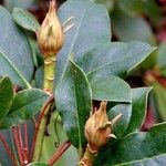 Rhododendron ponticum Ffrwyth