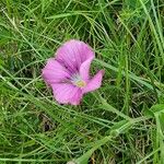 Linum viscosum Fiore