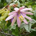 Passiflora tripartita Blomma
