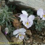 Viola diversifolia आदत