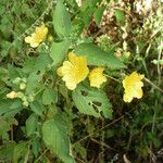 Sida subcordata Flower