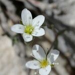 Arenaria provincialis Floare