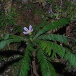 Biophytum talbotii Flower