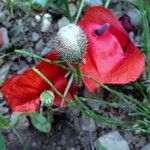 Papaver rhoeas Frugt