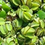 Salvinia biloba Folha