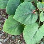Clerodendrum buchananii Hoja