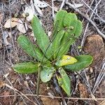 Plerandra polydactylis Хабит