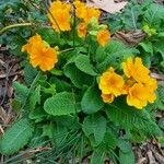 Primula × polyantha Habit