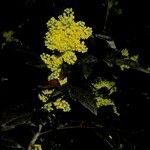 Berberis pinnata Кветка